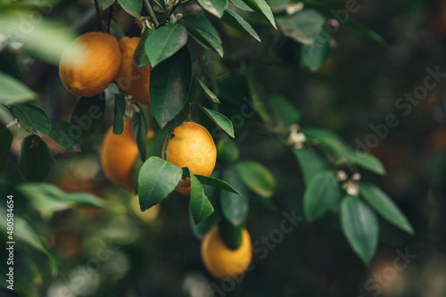 ripe yellow-orange Meyer lemons on a lemon tree.