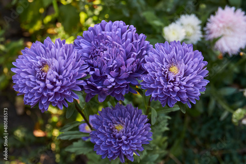 Asters bloom in the garden of a country house. Autumn.