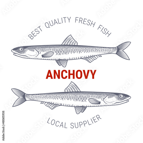 Anchovy in engraving style, label for fish producers or restaurant, vector