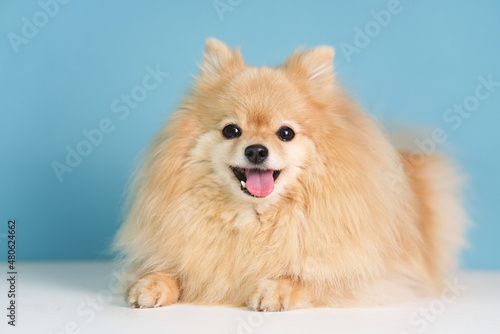 Portrait of beautiful cute German Pomeranian Spitz dog, happy positive cheerful puppy looking at camera on blue background. Lovely pet, small playful smiling adorable doggy with open mouth tongue out