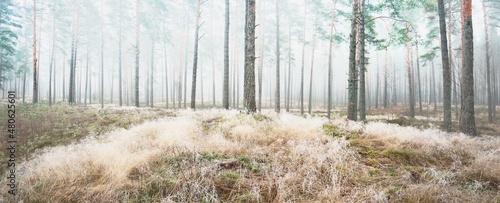 Panoramic view of the misty autumn forest. Green grass, red and orange leaves on the ground, bushes, plants, tall mossy pine tree trunks close-up. Environmental conservation in Finland