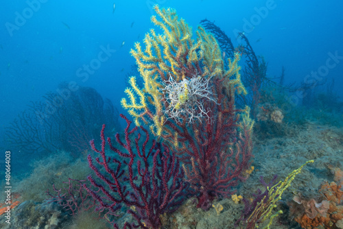 Gorgonie rosse, Paramuricea clavata, con stella gorgone, Astrospartus mediterraneus