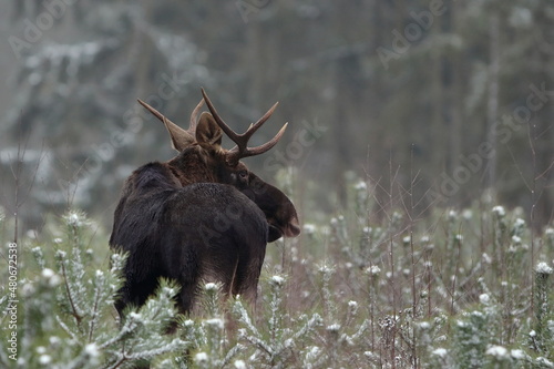 Łoś euroazjatycki (Alces alces ) Moose