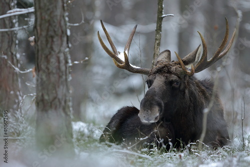 Łoś euroazjatycki (Alces alces ) Moose