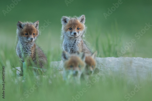 Lis zwyczajny (red fox) Fox