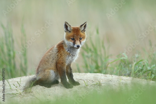 Lis zwyczajny (red fox) Fox