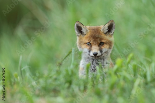 Lis zwyczajny (red fox) Fox