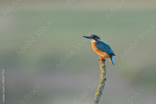 Zimorodek zwyczajny (Albedo atthis) Kingfisher