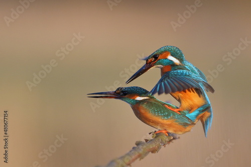 Zimorodek zwyczajny (Albedo atthis) Kingfisher