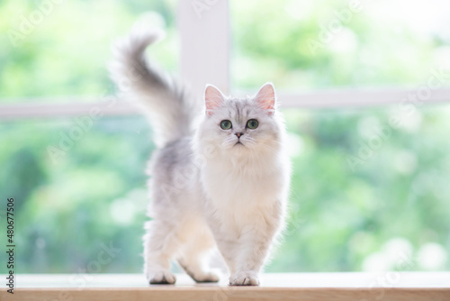 persian cat sitting on wood table