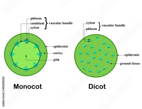 Cross section of a stem.Structure of dicot and monocot plants.Diagram and infographic.Biology and science.Botany and tree concept.Cartoon vector illustration.Flat design.
