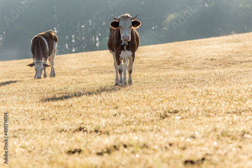 Cows in pasture in morning. Montbeliarde cow in jura in France.