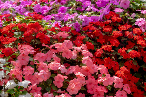 Selective focus of multicolour flower in the garden, Impatiens walleriana, also known as busy Lizzie, Balsam, Sultana is a species of the genus Impatiens, Nature floral pattern background.