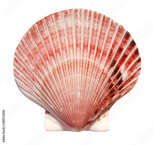 Big beautiful scallop shell isolated on white background. Top view.