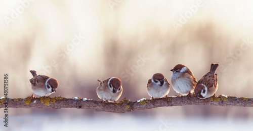 flock of funny little birds sparrows are sitting on a branch in the garden and chirping