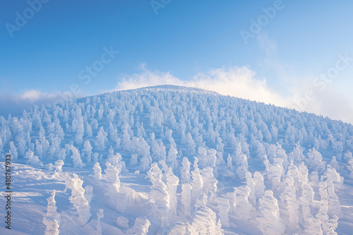 山形蔵王 冬の樹氷群