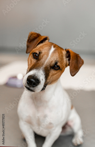 Close-up portrait of a jack russell dog looking at camera with interest. 