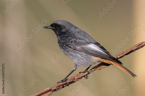 Male black redstart - Phoenicurus ochruros 