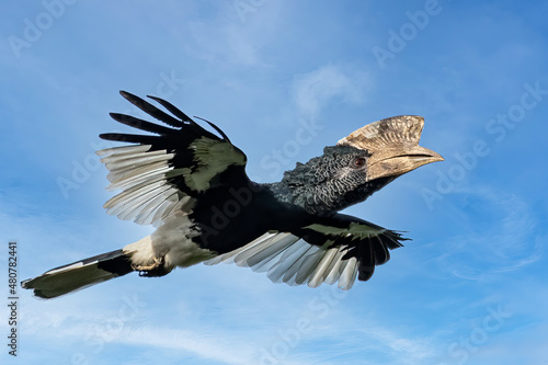 Black-and-white-casqued hornbill (Bycanistes subcylindricus), also known as grey-cheeked hornbill in flight, Mpanga forest, Uganda