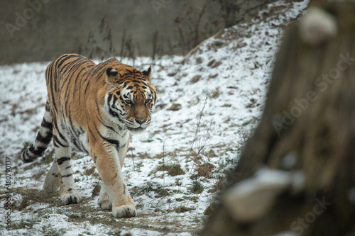 tiger in zoo