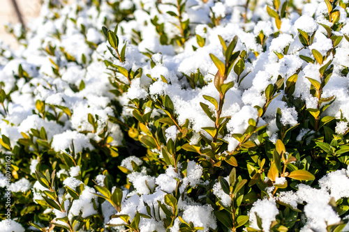 Liściasty krzew pokryty warstwą śniegu.