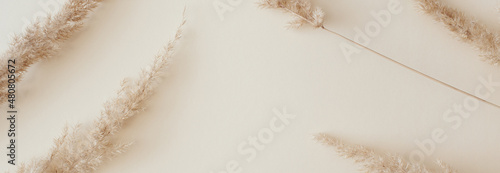 Banner made Dry pampas grass reeds agains on beige background. Beautiful pattern with neutral colors. Minimal, stylish, monochrome concept. Flat lay, top view, copy space.