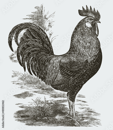 Standing brown Leghorn cock in profile view