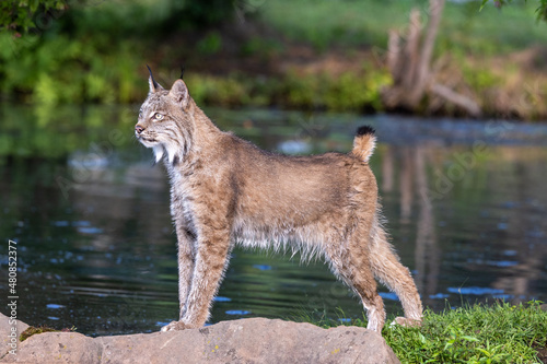 lynx on the rock