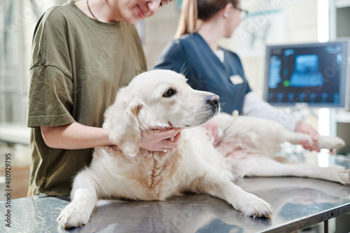 Close-up of purebred dog lying on the table with owner standing near by while doctor examining it at vet clinic