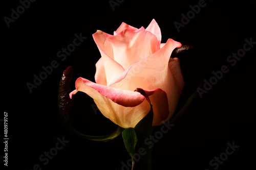 żółta róża. kompozycja tła, tekstura koloru. płatki róży w kontraście czarne tło. Kwiat jako tapeta na pulpit lub życzenia.