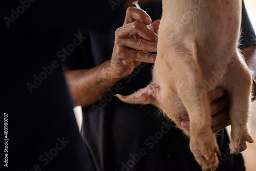 Persona irreconocible vacunando un cerdo recién nacido 