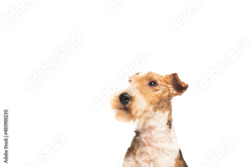 curly and purebred fox terrier isolated on white.