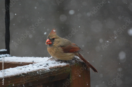 Cardinals and others Eating in the Snow