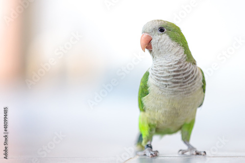 close up of a Quaker parrot