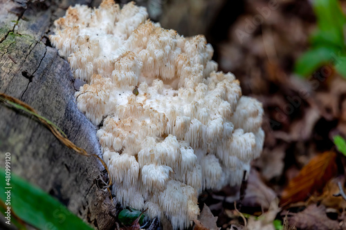 Lion's mane , (Hericium erinaceus ) also called monkey head mushroom, bearded tooth mushroom, satyr's beard, bearded hedgehog mushroom, pom pom mushroom, or bearded tooth fungus.
