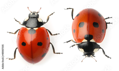 Top view of beautiful ladybugs on white background, collage