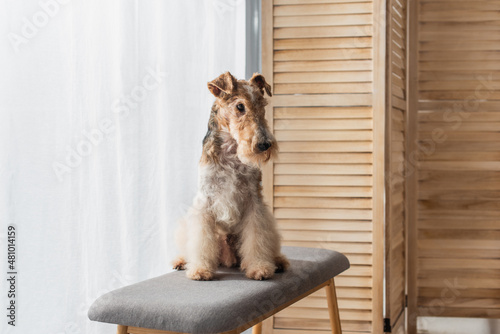 wirehaired fox terrier sitting on comfortable pouf bench in apartment.