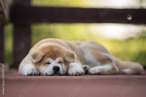 Little akita inu puppy dog sleeping and dreaming on a wooden bridge on a bright sunny summer day