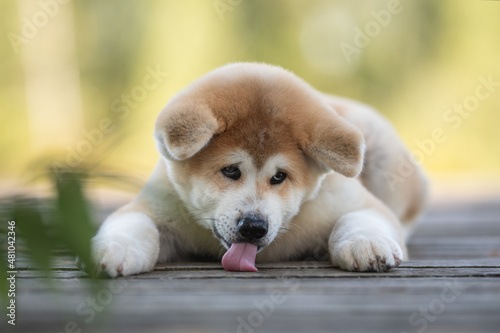 Small akita inu puppy dog licking lips resting on a wooden bridge on a bright sunny summer day