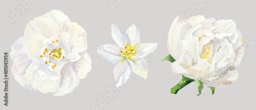 Watercolor hand painted jasmine flowers. Watercolor illustrations isolated on white background
