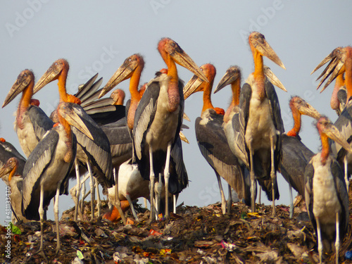 Greater Adjutant Storks at Guwahati rubbish dump in Assam, India