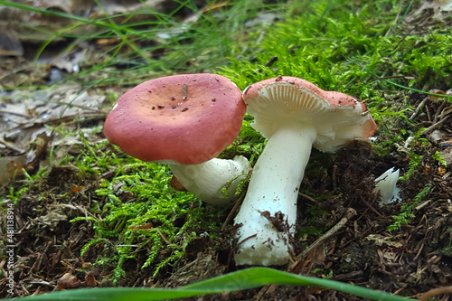 Mushroom Russula velenovskyi