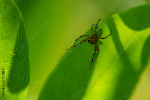 Włochate nogi pająka na krawędzi liścia, na zielonym tle
