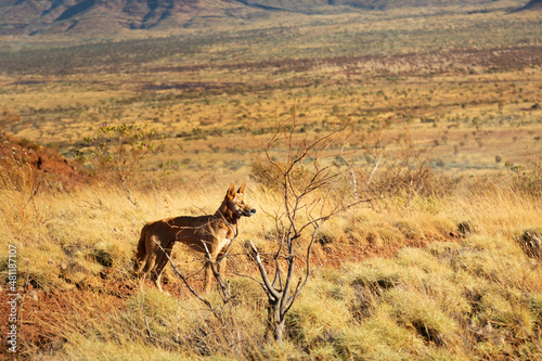 Dingo staying in the steppe of Karijini National Park, Western Australia