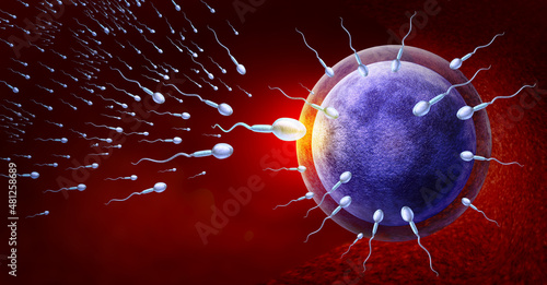 Fertility and reproduction concept as a microscopic sperm or spermatozoa cells swimming towards an egg cell to fertilize and create a pregnancy as a gynecology symbol.