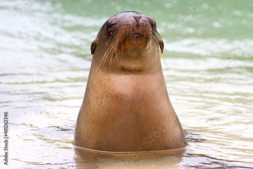 sea lion on the beach of Galapagos