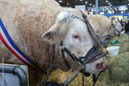 Tête de vache charolaise équipée d’une têtière, au salon de l’agriculture à Paris (France)