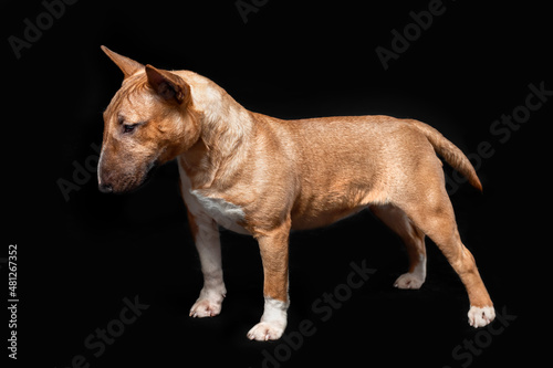 Female purebred dog of miniature bull terrier breed of red color standing isolated on black background