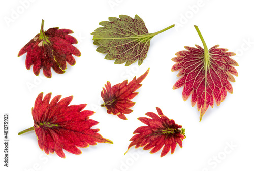 Coleus or Painted Nettles leaves on white background, Red Painted nettle or Plectranthus scutellarioides on white.