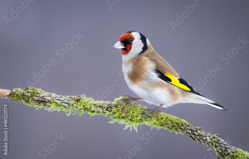 European goldfinch ( Carduelis carduelis )